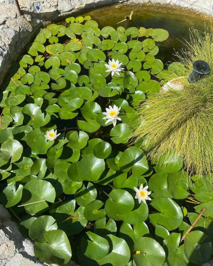 B&B Il Giardino Delle Meraviglie Melito Di Porto Salvo Zewnętrze zdjęcie
