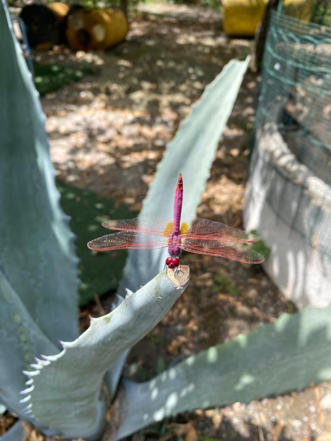 B&B Il Giardino Delle Meraviglie Melito Di Porto Salvo Zewnętrze zdjęcie