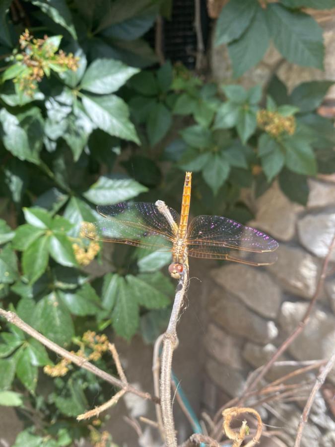 B&B Il Giardino Delle Meraviglie Melito Di Porto Salvo Zewnętrze zdjęcie